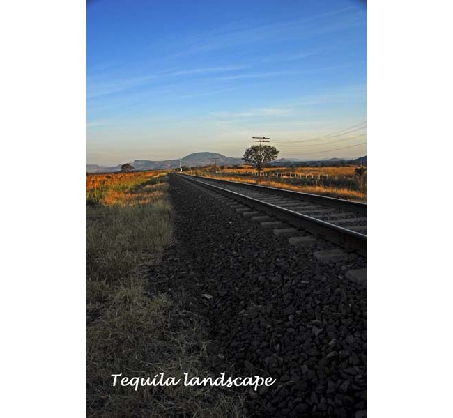 tequilalandscape
